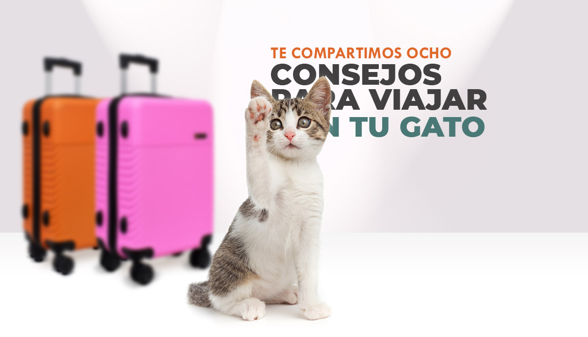 8 consejos para viajar con tu gato, Feliz día internacional del gato